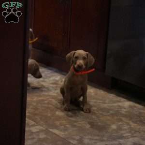 Chance, Weimaraner Puppy